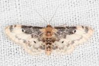 Idaea filicata