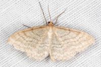 Idaea macilentaria
