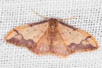 Idaea ostrinaria