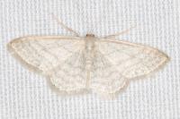 Idaea subsericeata