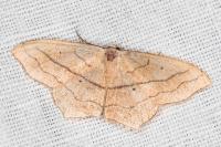Scopula imitaria