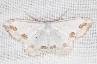 Scopula ornata