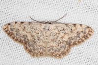 Scopula submutata roseonitens