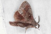 Dendrolimus pini pini