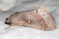 Dendrolimus pini pini