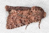 Recoropha canteneri