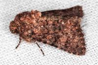 Recoropha canteneri