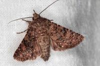 Recoropha canteneri