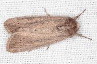 Leucania obsoleta