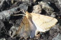 Aspitates ochrearia