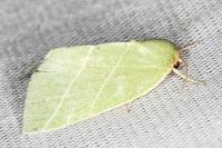 Bena bicolorana