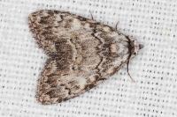 Meganola strigula