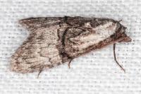 Meganola togatulalis