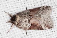 Nycteola siculana
