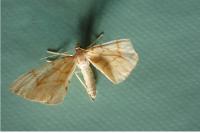 Gandaritis pyraliata