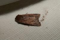 Anchoscelis haematidea