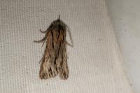 Asteroscopus sphinx