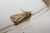 Asteroscopus sphinx