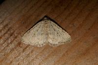 Colostygia multistrigaria olbiaria