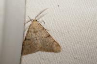 Isturgia miniosaria