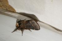 Poecilocampa populi populi