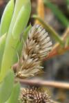 Cynaeda dentalis