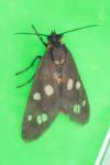 Dysauxes punctata