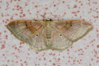 Idaea degeneraria