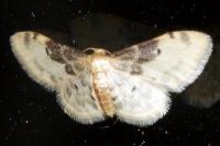 Idaea filicata