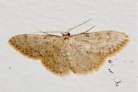 Idaea seriata