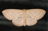 Scopula minorata