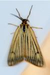 Spiris striata