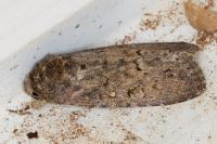 Spodoptera cilium