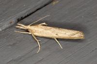 Pediasia contaminella