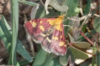 Pyrausta aurata