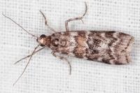 Dioryctria sylvestrella
