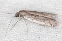 Phycitodes saxicola