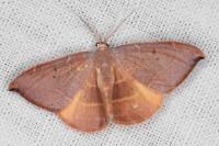 Watsonalla uncinula
