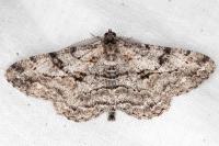 Peribatodes rhomboidaria rhomboidaria