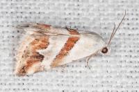 Eublemma candidana