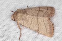 Charanyca trigrammica