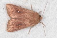 Mythimna albipuncta