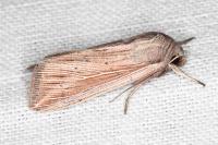 Mythimna congrua