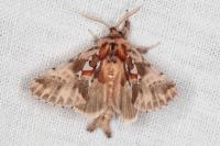 Spatalia argentina