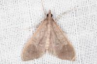 Mecyna asinalis