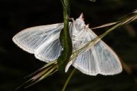 Palpita vitrealis