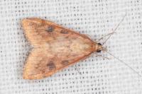 Udea ferrugalis