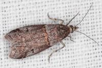 Acrobasis obliqua