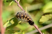 Acronicta auricoma
