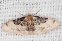 Idaea filicata